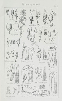 9563
          <br/>
          Manual of the mosses of North-America
          <br/>
          <em></em>